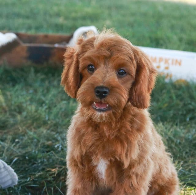 Monty - Cavapoo Male