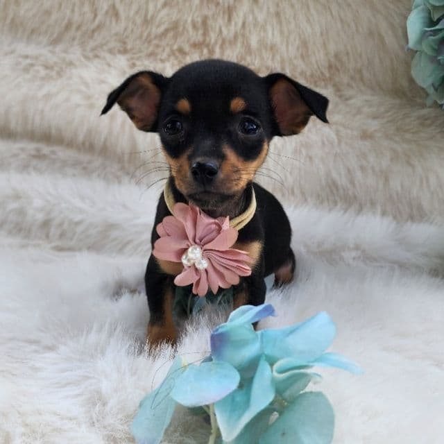 Samantha - Chihuahua Female