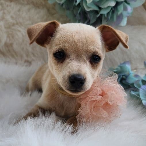 Bea - Chihuahua Female