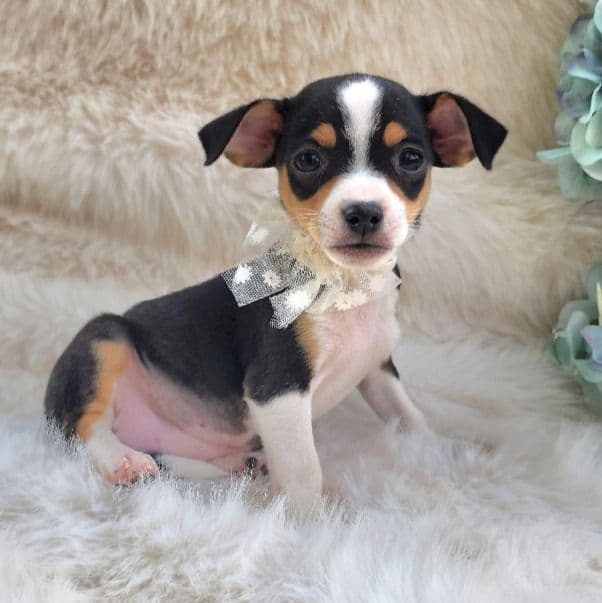 Lia - Chihuahua Female