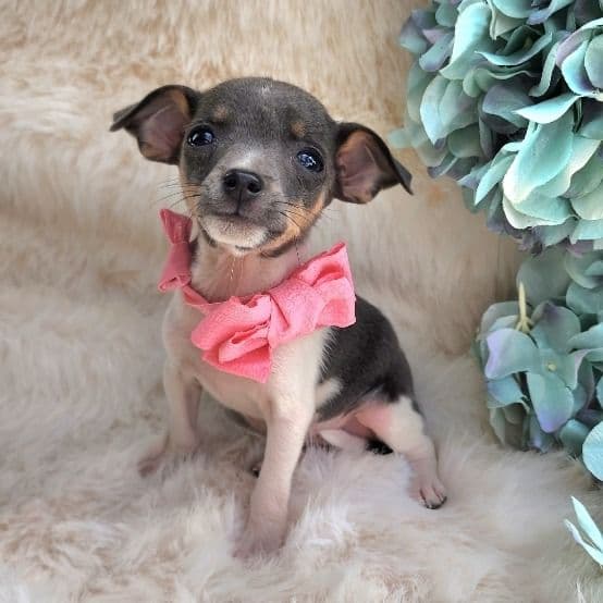 Kira - Chihuahua Female