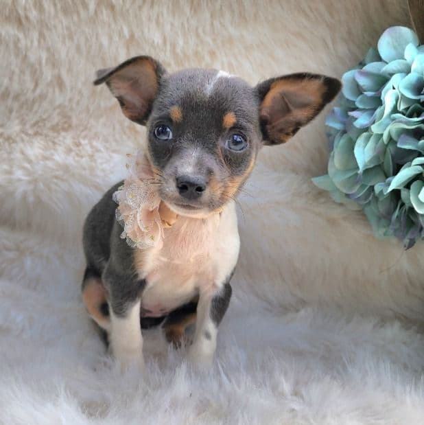 Yana - Chihuahua Female