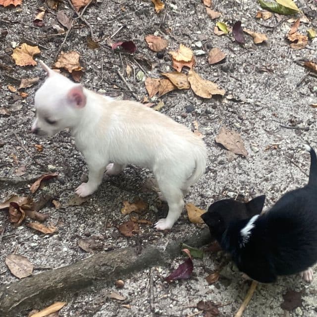 Nala - Chihuahua Female