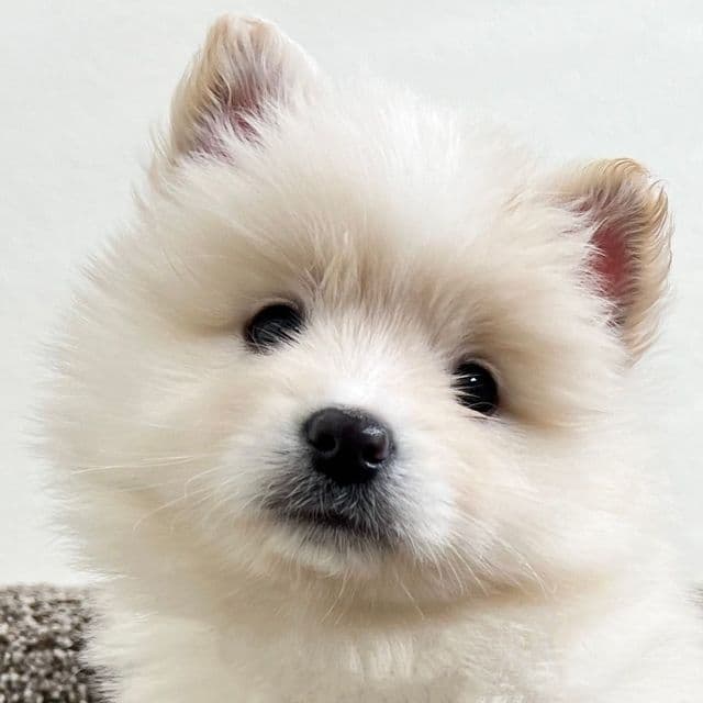 Frosty - Pomsky Male