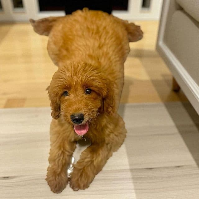 Kira - Goldendoodle Female