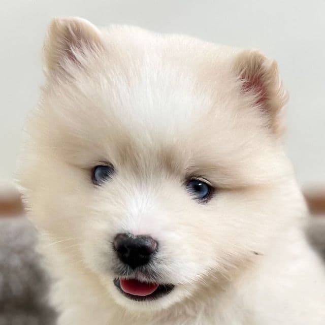 Noelle - Pomsky Female