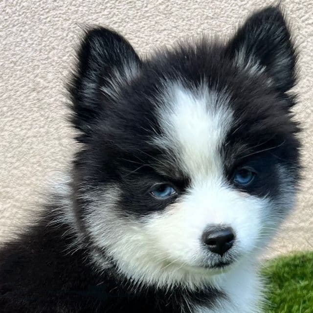 Liberty - Pomsky Female