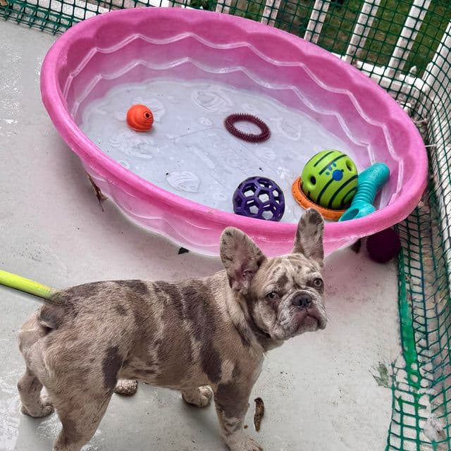Puppy 3 - French Bulldog Female