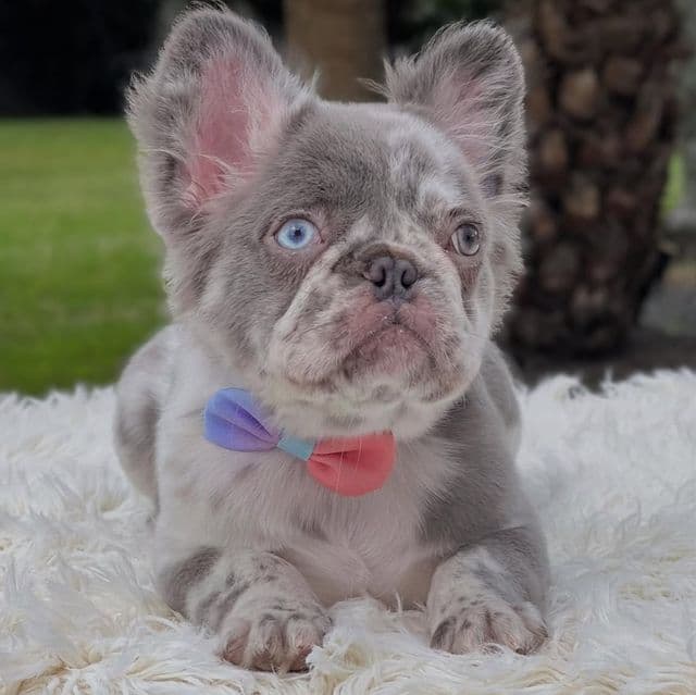 Indie Fluffy - French Bulldog Female