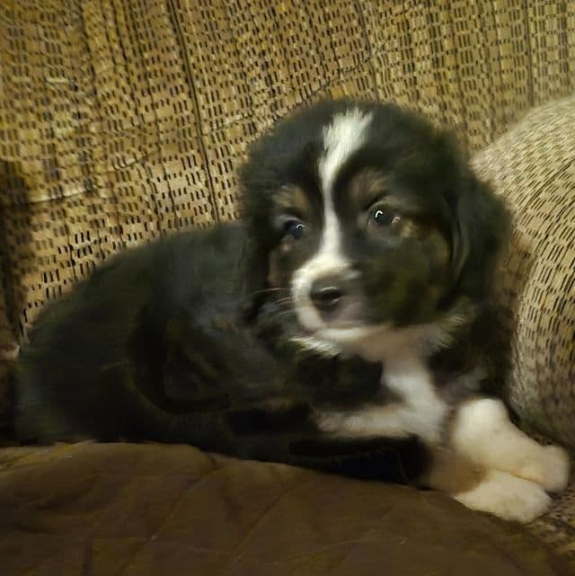 Mississippi - Australian Shepherd Male