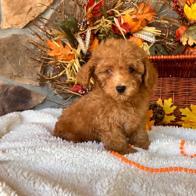 Noah - Toy Poodle Male