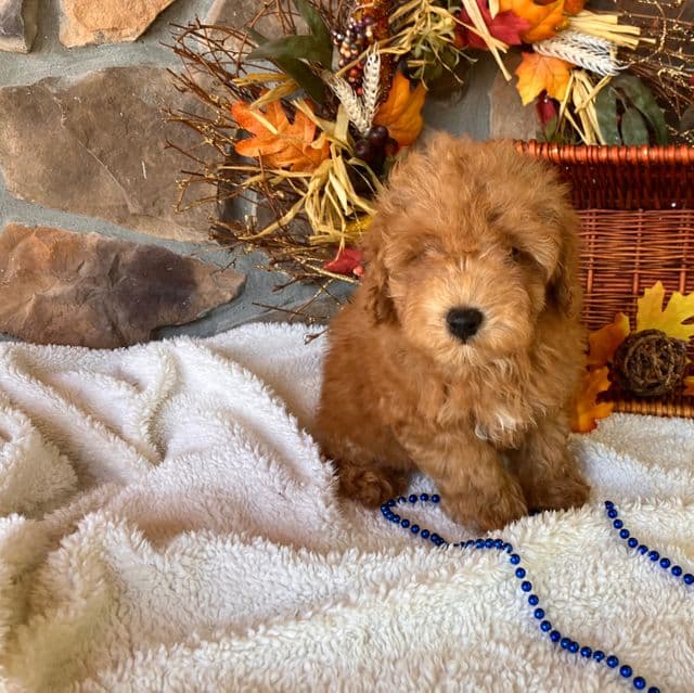 Nolan - Toy Poodle Male