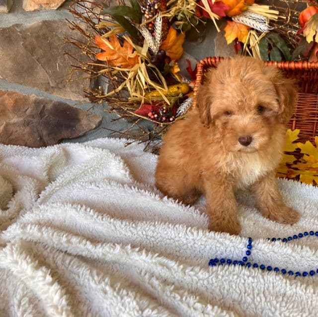 Frank - Toy Poodle Male