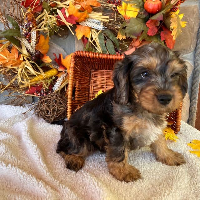 Merv - Cavapoo Male