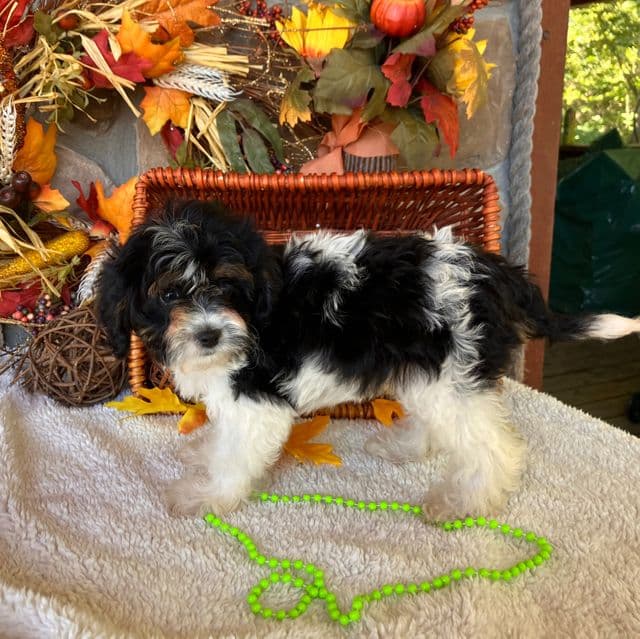 Missy - Cavapoo Female