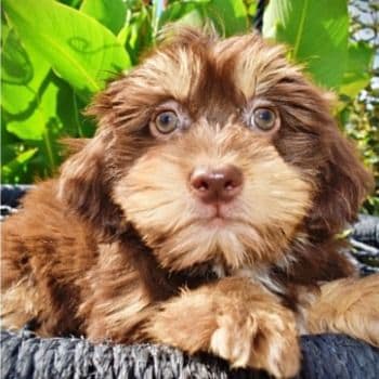 Tootsie - Havapoo Female