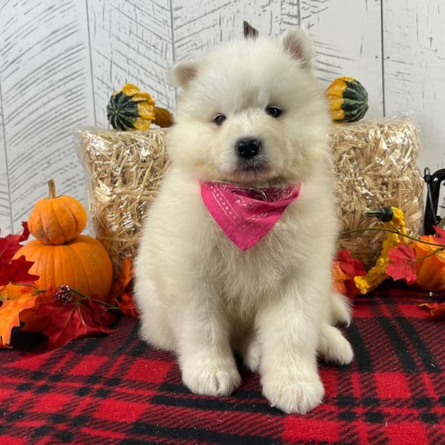 Joy - Samoyed Female