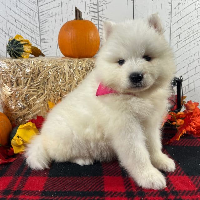 Riley - Samoyed Female