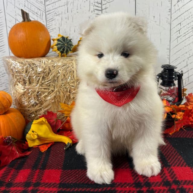 Lily - Samoyed Female