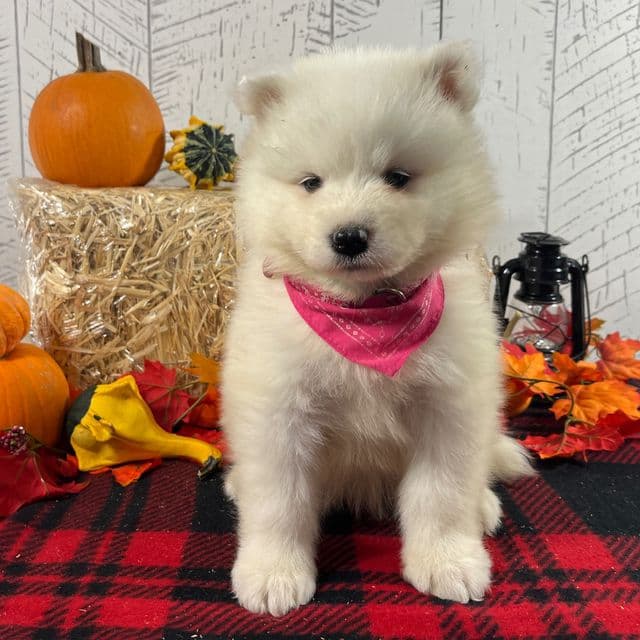 Spirit  - Samoyed Female
