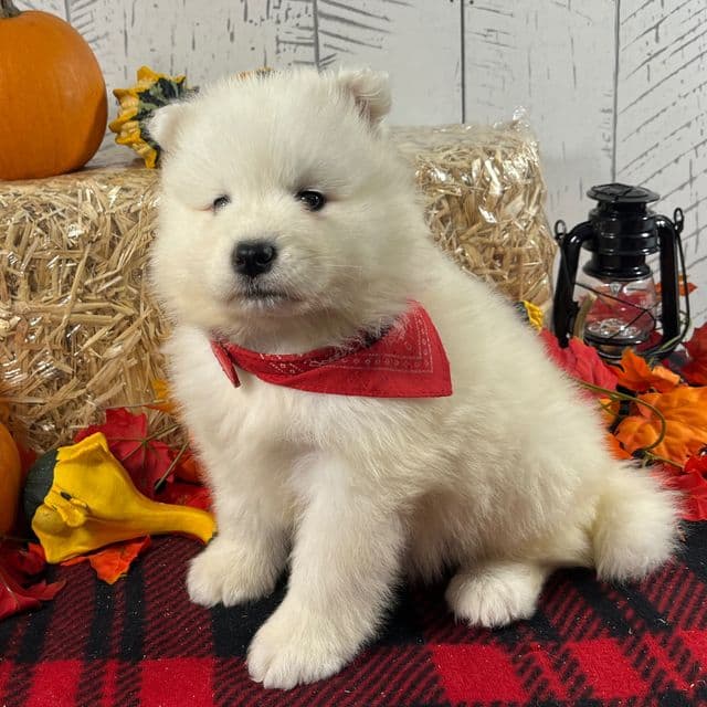 Tessa - Samoyed Female