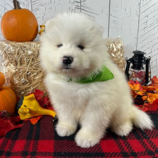 Zip - Samoyed Male