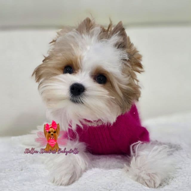 Tiny Kiwi - Yorkshire Terrier Female