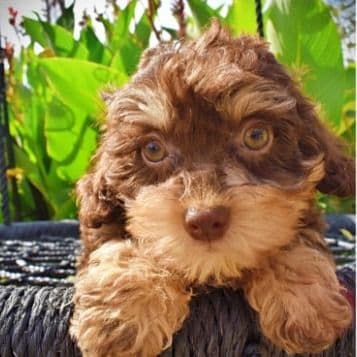 Teddy - Havapoo Male
