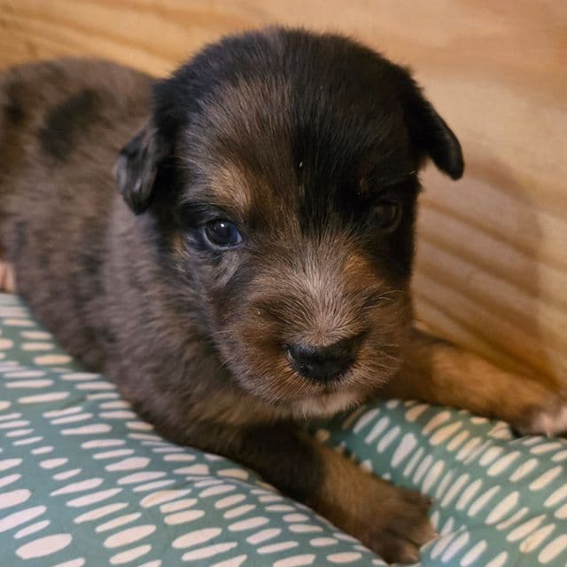 June - Australian Shepherd Female