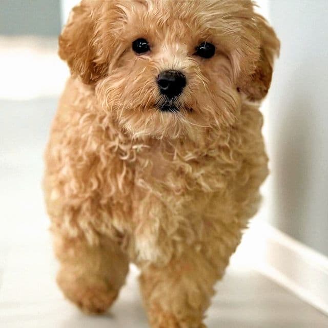 Green Collar Boy - Maltipoo Male