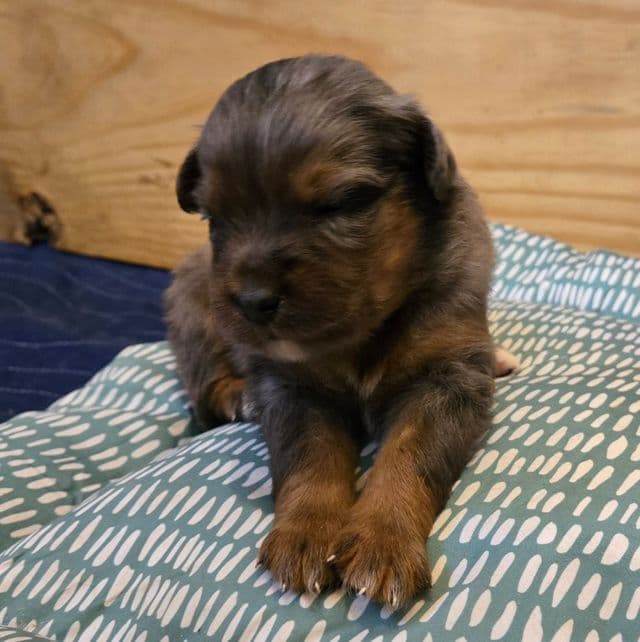 Jake - Australian Shepherd Male