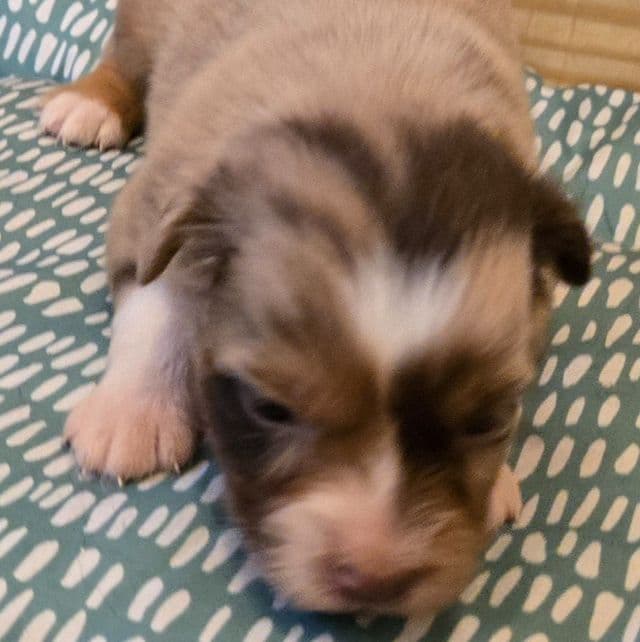 Jill - Australian Shepherd Female