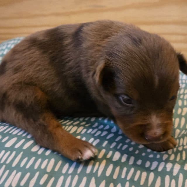 Jerry - Australian Shepherd Male