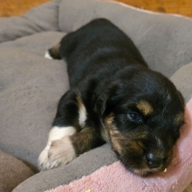Kirby - Australian Shepherd Male