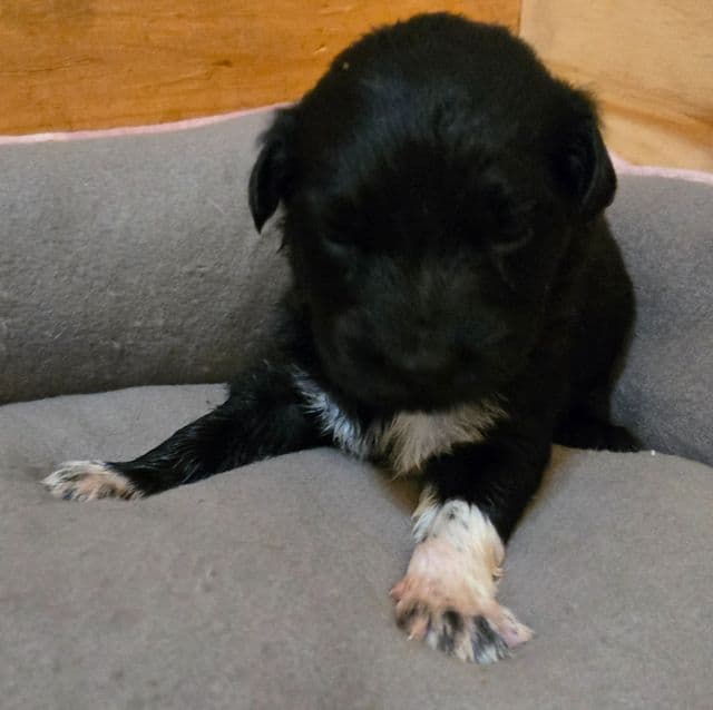 Kal - Australian Shepherd Male