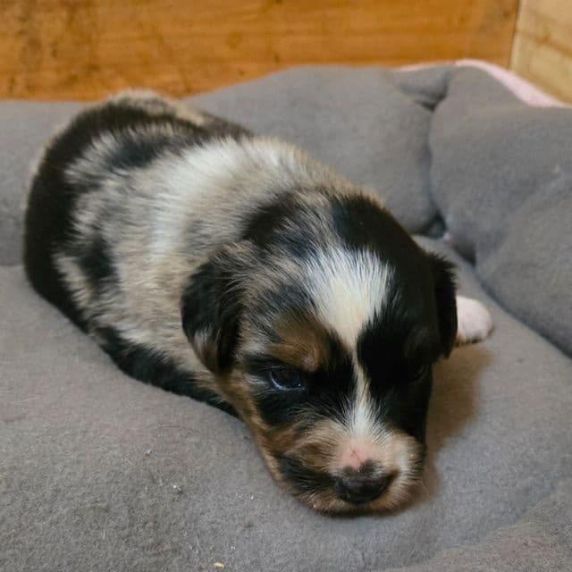 Kam - Australian Shepherd Male