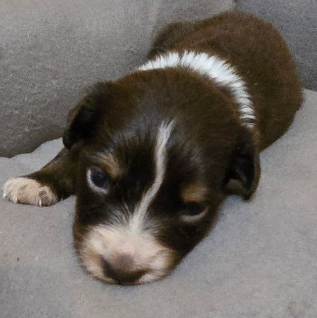 Kane - Australian Shepherd Male