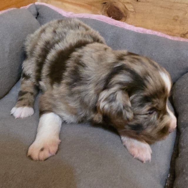 Kat - Australian Shepherd Female