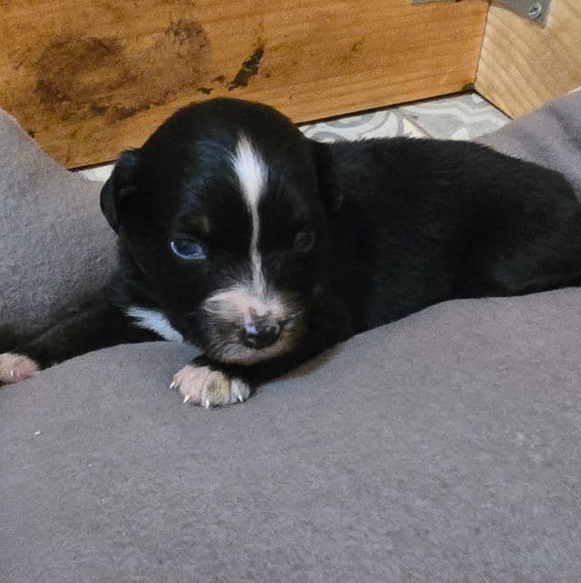 Kim - Australian Shepherd Female
