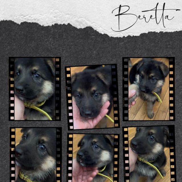 Beretta - German Shepherd Dog Female