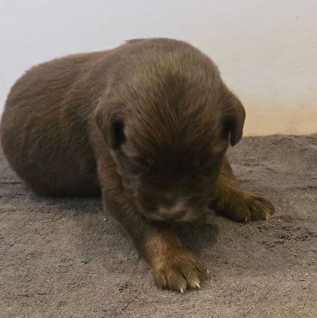 Lane - Australian Shepherd Male