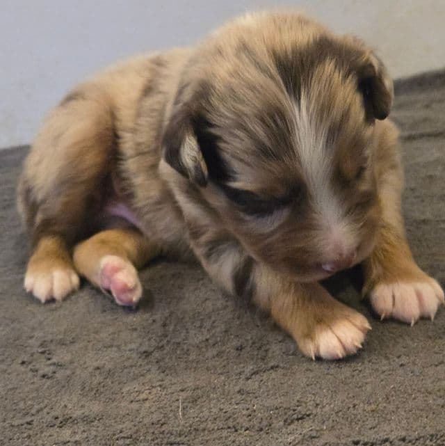 Lars - Australian Shepherd Male