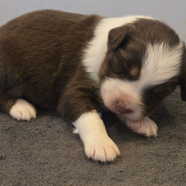 Lilly - Australian Shepherd Female