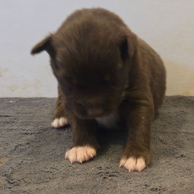 Lynn - Australian Shepherd Female