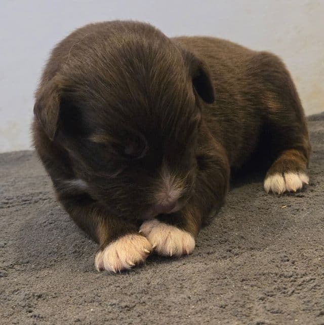 Layla - Australian Shepherd Female