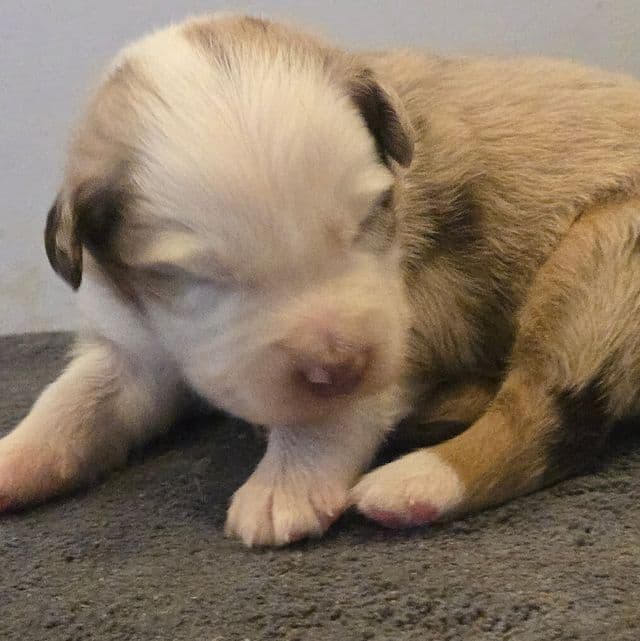 Leigh - Australian Shepherd Female