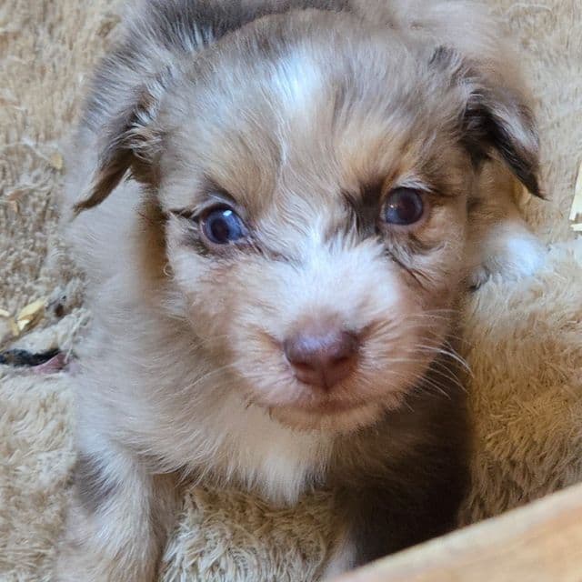 Irene - Miniature American Shepherd (Mini Aussie) Female