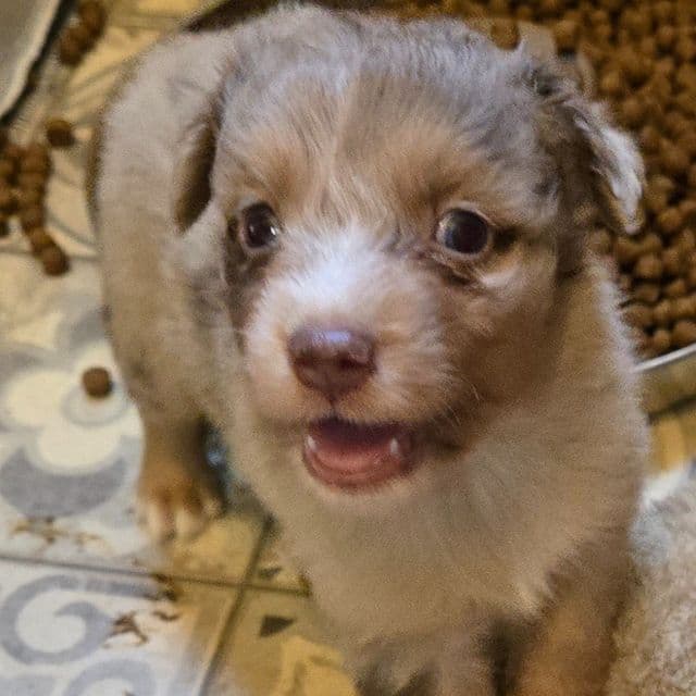 Ivy - Miniature American Shepherd (Mini Aussie) Female