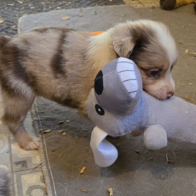 Ira - Miniature American Shepherd (Mini Aussie) Male