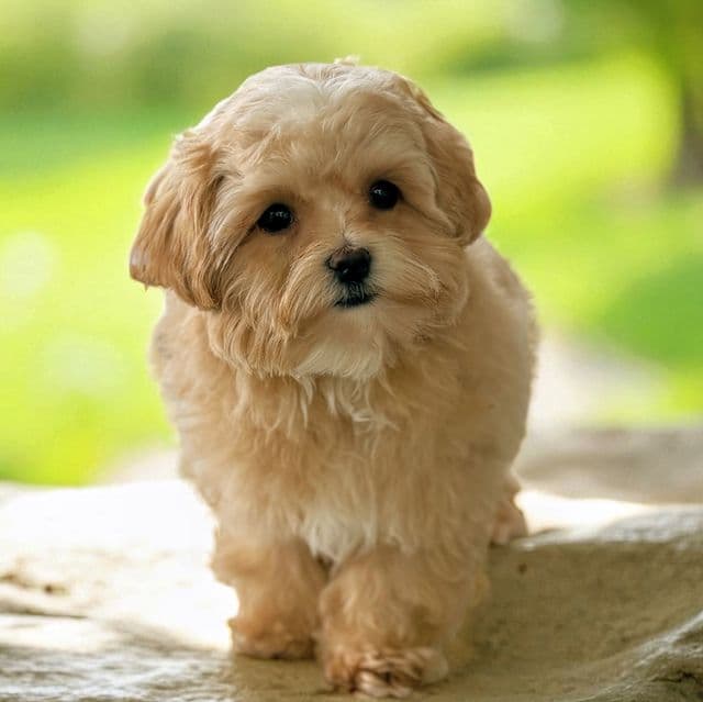Red Collar Boy - Maltipoo Male
